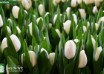 Tulipa Richarda ® (2)